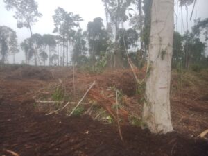 Foto : Hutan yang akan digunduli (Dok/RNC).