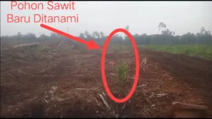 Foto : Kawasan Hutan yang telah seluruhnya ditanami Sawit (Dok/RNC).