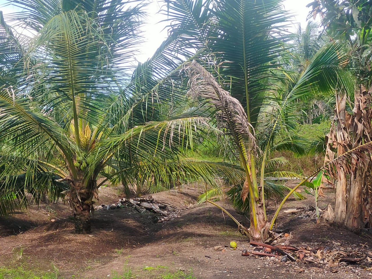 Foto : Pohon Bibit kelapa yang telah tumbuh di lokasi.